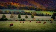 Jones Farm - Huntsville Alabama