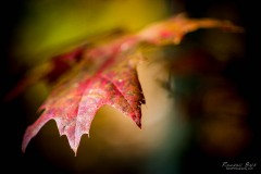 Madison County Nature Trail - Huntsville, Alabama